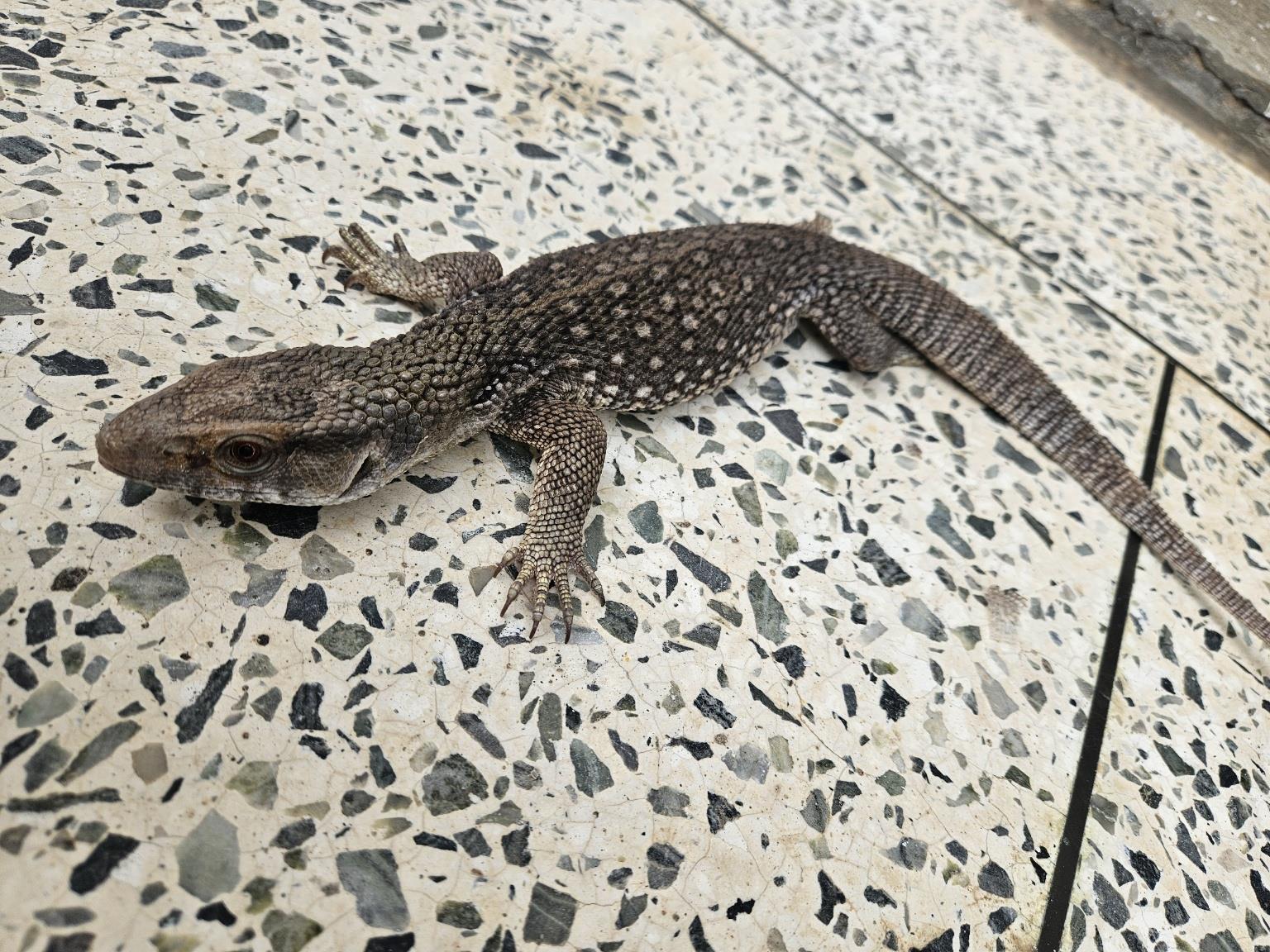 (사)하얀비둘기_426334202500932